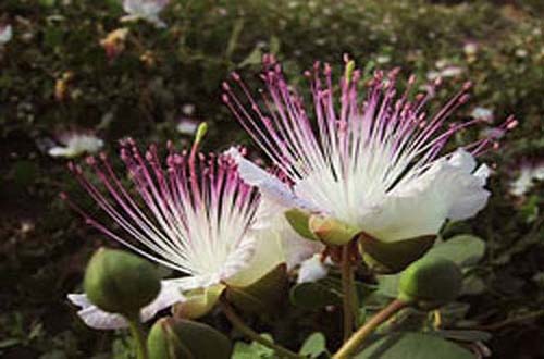 salina%20fiore%20di%20cappero